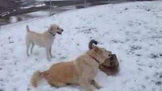 preview picture of video 'Dogs playing in snow - Golden Colorado 10/2007'