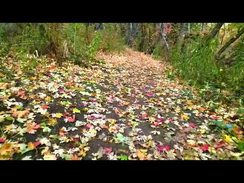 For the Beauty of the Earth