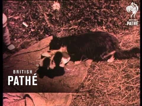 Can Pets Be Wild? (1930)