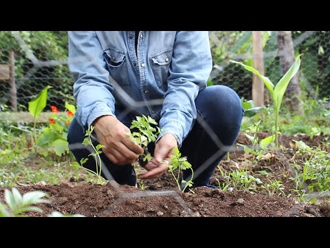 Quem Planta Colhe - Ari Frello