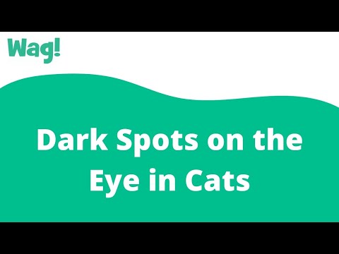 Dark Spots on the Eye in Cats | Wag!