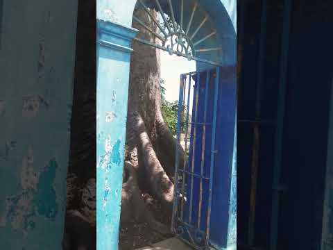 the entrance of the ceiba of the Ariguanabo River Artemisa Cuba