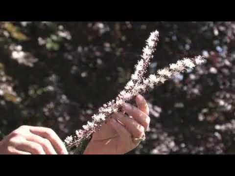 image-What is Bugbane used for?