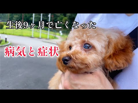 プードル犬の病気