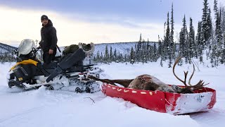 FULL Season Winter Caribou Hunt | ALASKA 2023-2024