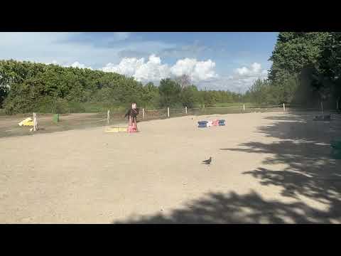 Stallone Curly In vendita 2011 Appaloosa