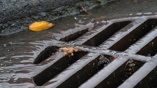 Storm Drains and the Environment