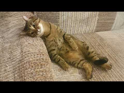 When you live with a LAZY and DRAMATIC Cat - Funny Silly Cats in the World 😂