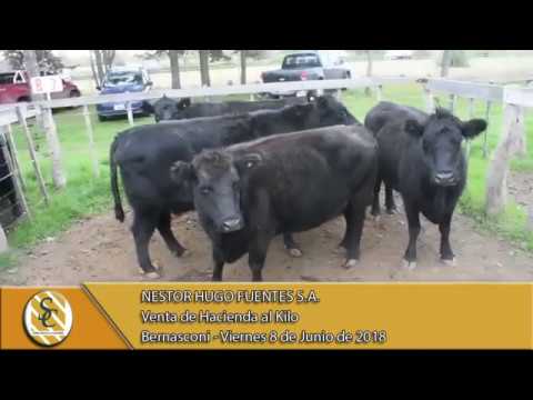 08-06-18 Venta de Hacienda al Kilo - Nestor Hugo Fuentes S.A. - Bernasconi.