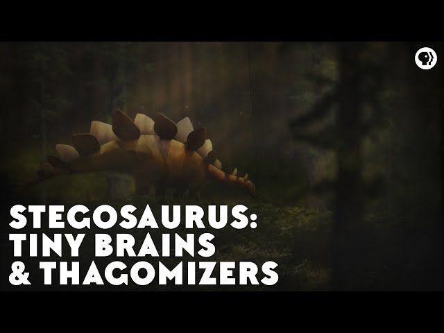 Video Pronunciation of Stegosaurus in English