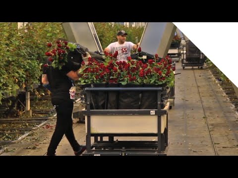 How Its Grown : Red Naomi Roses