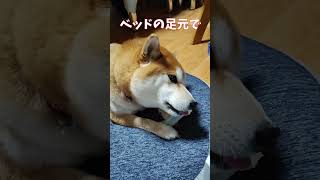 てんちゃん、看病お疲れ様！　太郎の犬モノガタリ　#shorts