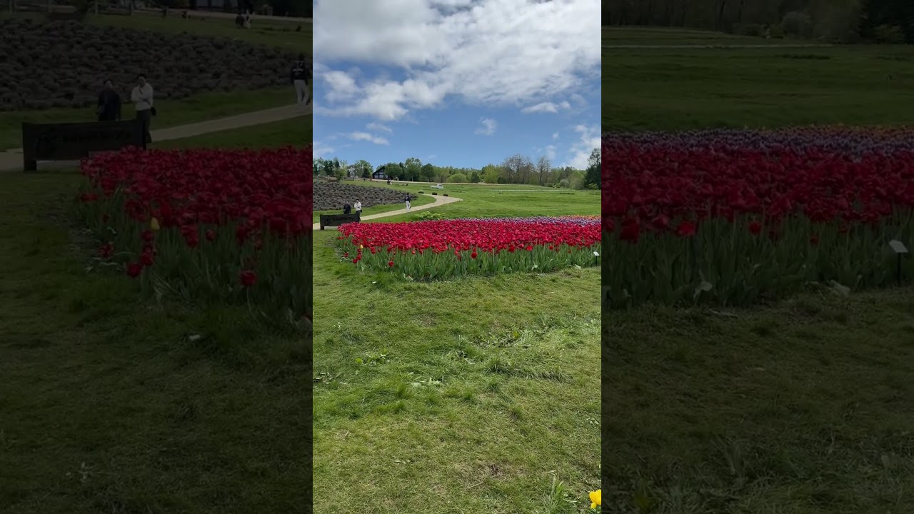 YouTube Short thumbnail