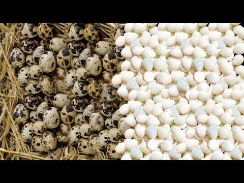 MÁY LỘT VỎ TRỨNG CÚT