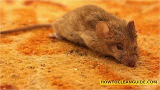 How to Clean Mouse Droppings from Carpet - Easy Cleaning Tips!