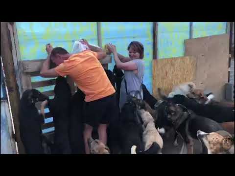 VLOG| Гости с Чаплыгина| Приют Дружок Липецк| Guests from Chaplygin| Druzhok Shelter Lipetsk