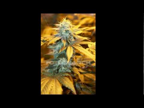 High Timez TV.mpg