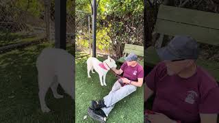 Video preview image #1 Siberian Husky Puppy For Sale in Pasadena, CA, USA