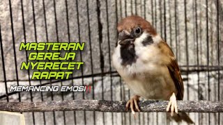 Download lagu Masteran Burung Gereja Tarung Gacor Nyerecet Memancing Emosi Gereja Liar | ​⁠@kicautembak mp3