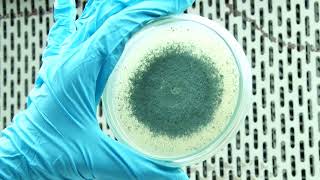 Bioclean Septic: The Scientific Secret to a Cleaner Septic Tank