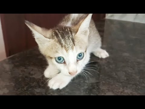 Tuni's kittens - Day 49 - Introducing new family member😍