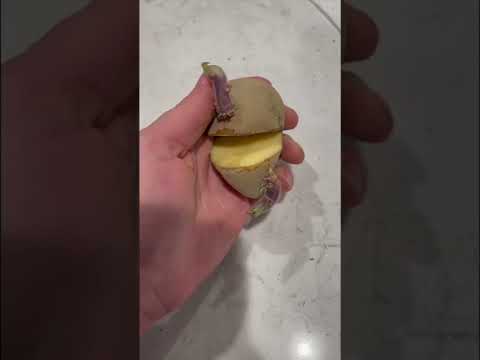 How To Grow Potatoes! Grow old potatoes from the kitchen