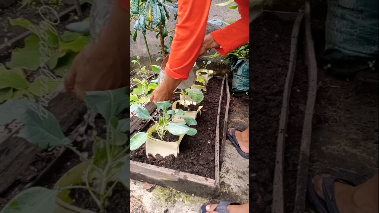 Unique Way to Grow Cauliflower Using Banana Stems 🌱🔥