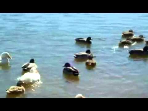 download lagu mp3 mp4 Ducks Swimming In The Water Song, download lagu Ducks Swimming In The Water Song gratis, unduh video klip Ducks Swimming In The Water Song