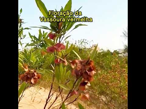 O segredo da planta que segura as dunas! #shorts