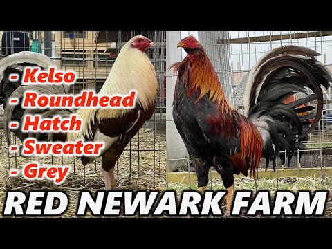 Ruble Hatch Sweater Kelso - RED NEWARK FARM