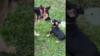 Video preview image #1 Labrador Retriever-Unknown Mix Puppy For Sale in The Woodlands, TX, USA