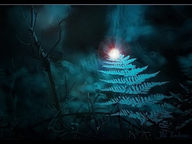 Цветок папоротника.