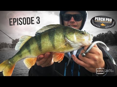 Perch Pro 2016 - EPISODE 3 - Kanalgratis.se