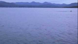 preview picture of video 'dolphins and divers in Kenmare Bay, Ireland.mp4'