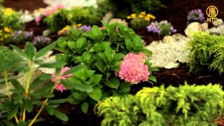 《幸福有家》 梦✿幻✿花✿园 (中)