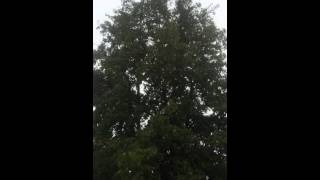 Currawong rain song