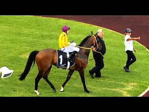 Ascot, 23/01/2016 - Race 1 - THE BLUE NIPPER - Neville Parnham & Bred Parnham