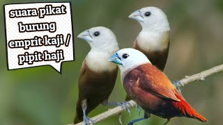 Download lagu paling ampuh suara pikat burung emprit kaji / Pipit haji koloni ribut mp3 Download lagu paling ampuh suara pikat burung emprit kaji / Pipit haji koloni ribut mp3