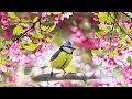 Relaxing Sleep Music: Deep Meditation Music, Stress Relief,  "Soothing Sounds of Nature" Tim Janis