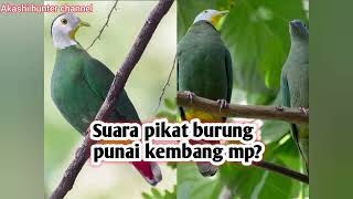 Download lagu Suara pikat burung punai kembang/walik kembang mp3 mp3