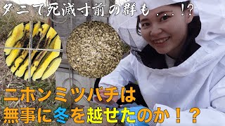 ニホンミツバチは無事に冬を越せたのか！？ダニで死滅寸前の群も・・・！？