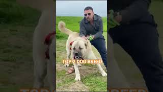 Strongest Dog Breed in The World 🌎  #shorts #dog #dogs #new
