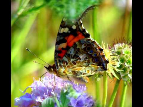 Como não me envolver? Frei Rinaldo Stecanela