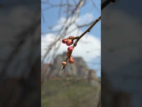 어느덧 주왕산에 봄이 천천히 스며듭니다 