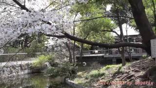 preview picture of video 'Japan Trip 2014 Tokyo Cherry-blossom in Sanshinomori park.'