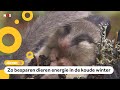 Kindervraag: Hoe plassen en poepen dieren in winterslaap?