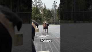 “Nem Grande, Nem Pequena Perfeita” #shortvideo