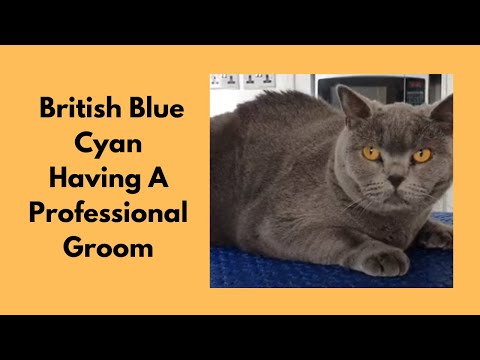 Grooming A British Blue Cat