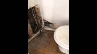 preview picture of video 'Mold Remediation Middletown NY 845-651-3413'