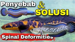 Download lagu Ikan Channa Bengkok !? |  Treatment Channa Maru mp3